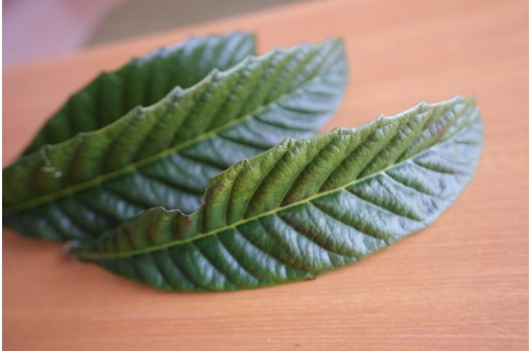 ビワ温熱セラピストという働き方