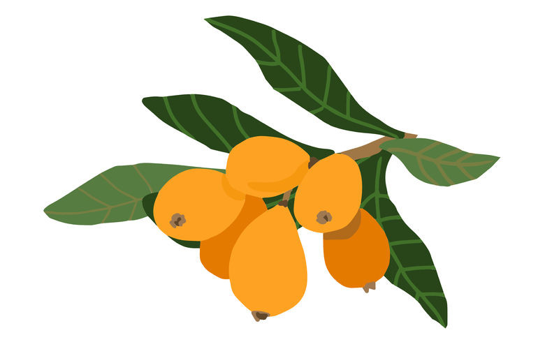 ビワ温灸は、誰でも始めやすい“やさしいセラピー”